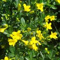 Jasminum fruticans fleur